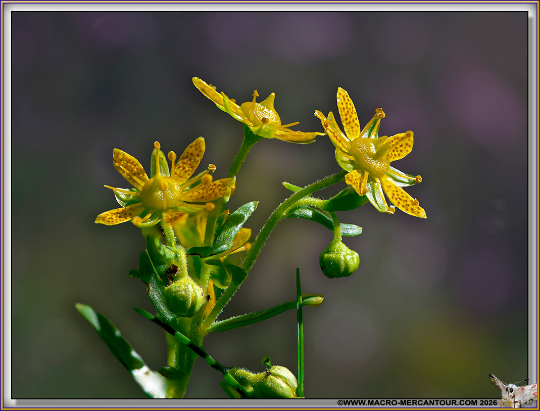 Saxifrages azo&iuml;des